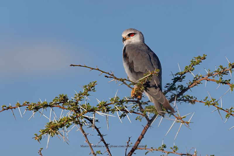 Black-winged Kite - Elanus caeruleus