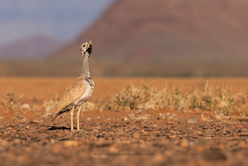 Rueppells bustard - Eupodotis rueppelli