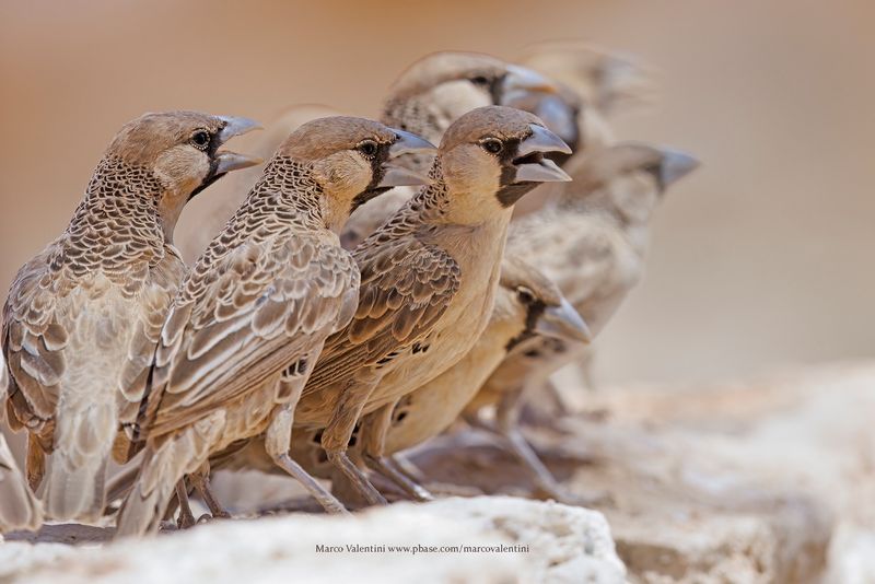 Sociable Weaver - Philetarius socius