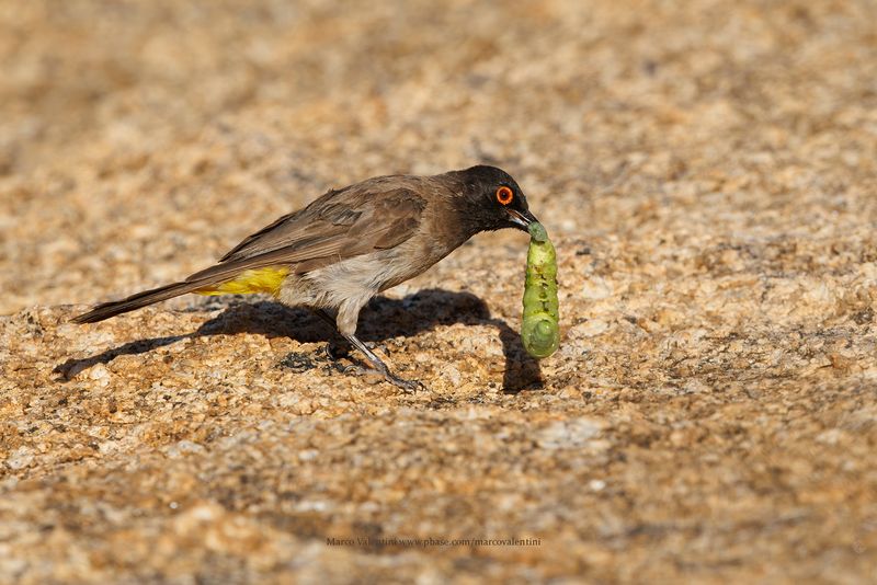African red-eyed bulbul - Pycnonotus nigricans