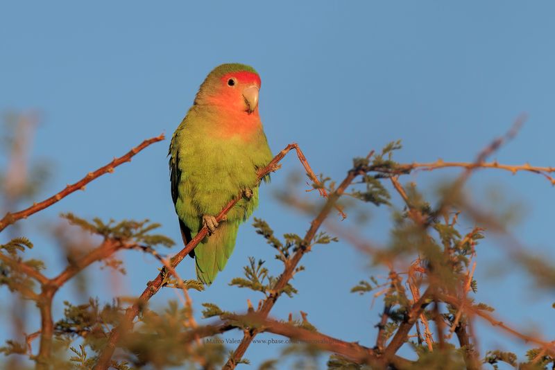 Rosy-faced Lovebird - Agapornis roseicollis