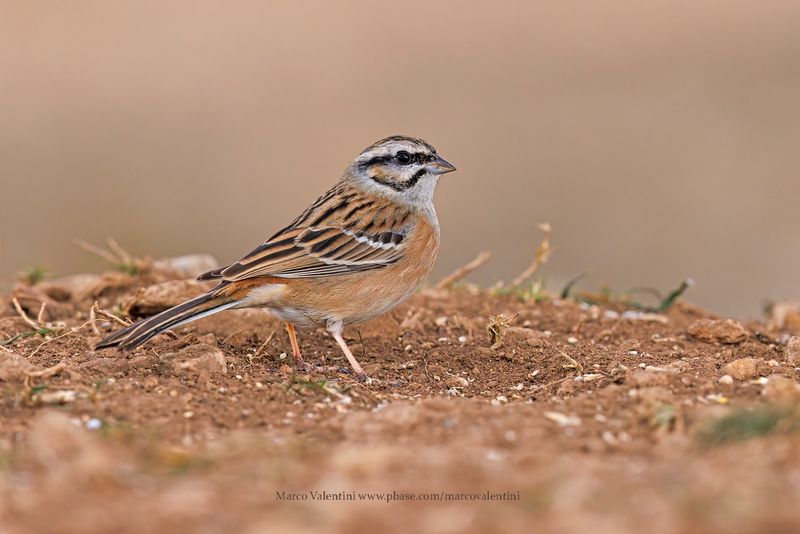 Rock Bunting - Emberiza cia