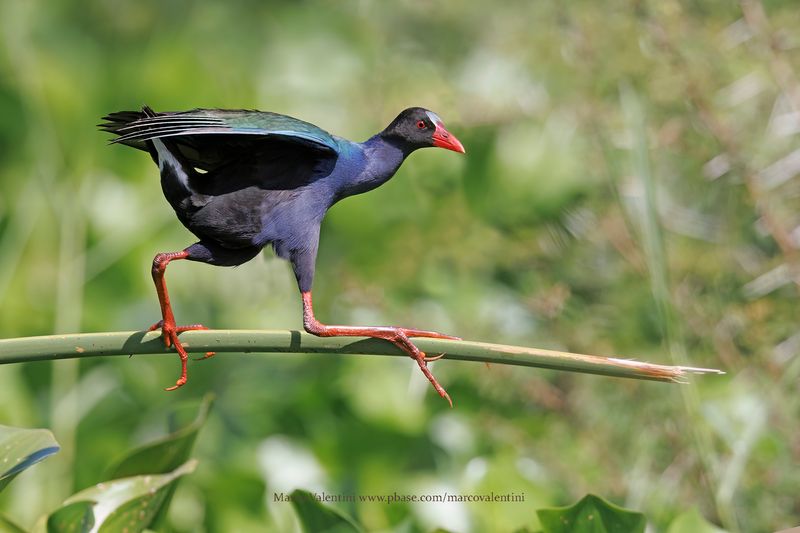 Allens Gallinule - Porphyrio alleni