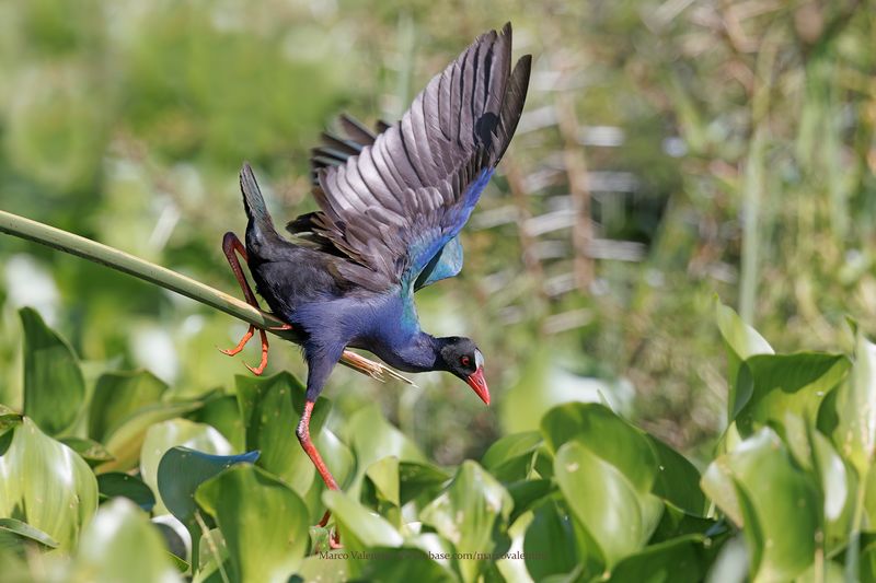 Allens Gallinule - Porphyrio alleni