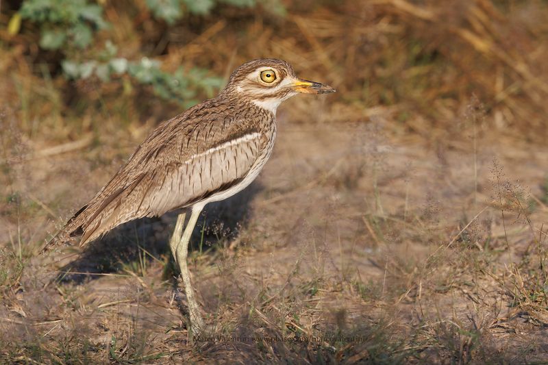 Water Dikkop - Burhinus vermiculatus