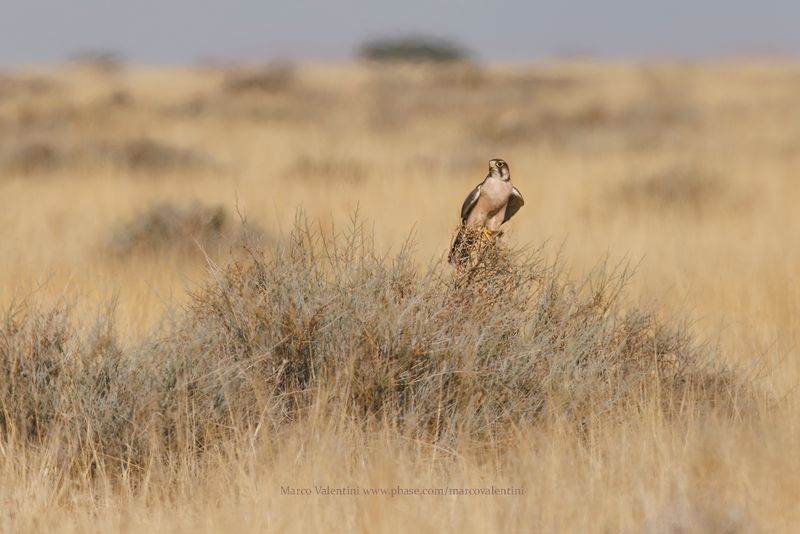 Lanner - Falco biarmicus