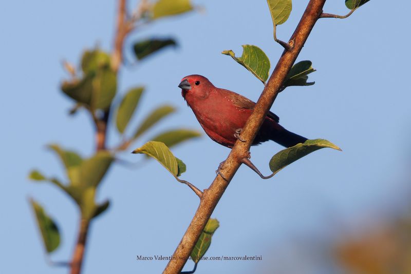 Jameson's Firefinch - Lagonosticta rhodopareia