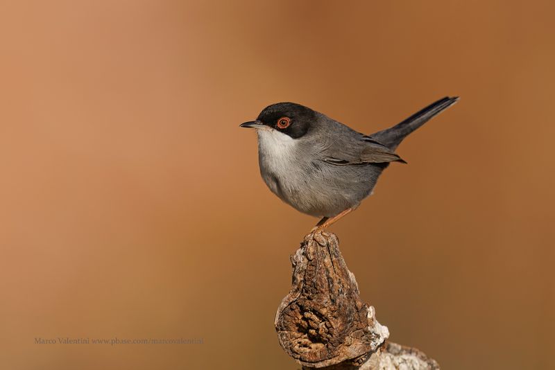 Sardinian warbler - Sylvia melanocephala