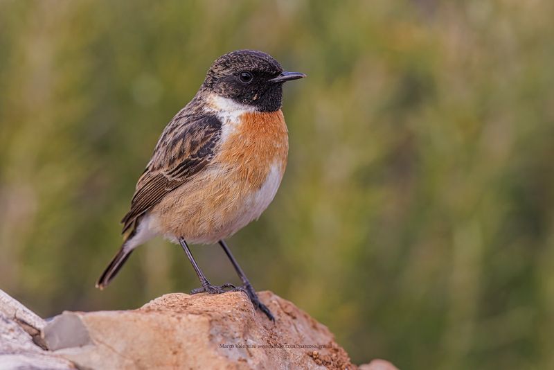 Eurasian Stonechat - Saxicola rubicola