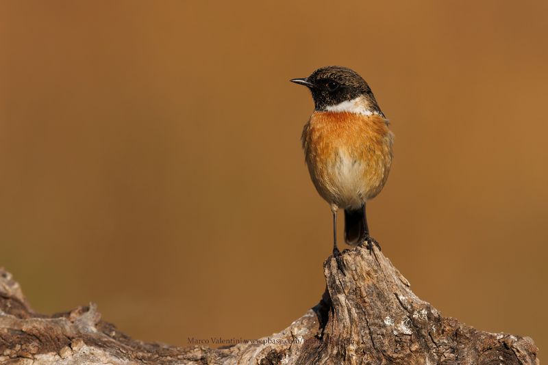 Eurasian Stonechat - Saxicola rubicola