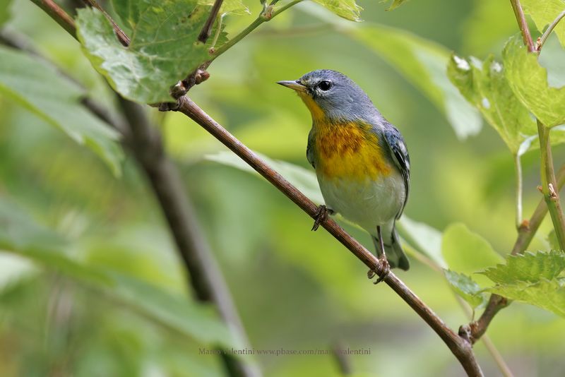 Northern parula - Setophaga americana