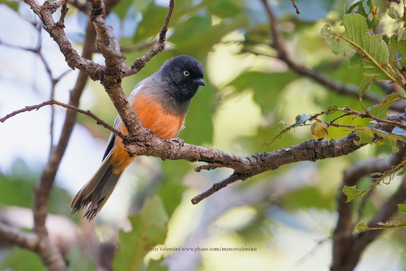 Rufous-bellied Tit - Melaniparus rufiventris