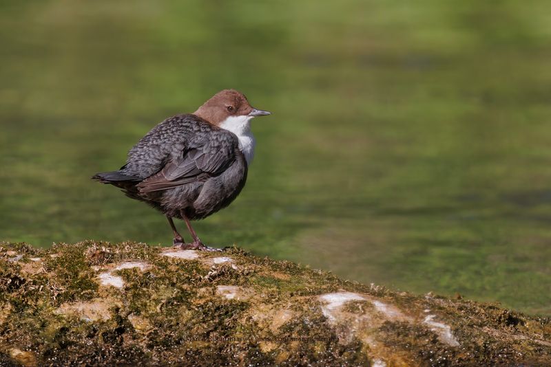 White-throated Dipper - Cinclus cinclus