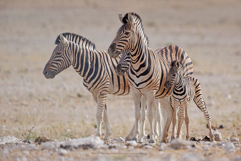 Plain Zebra - Equus quagga