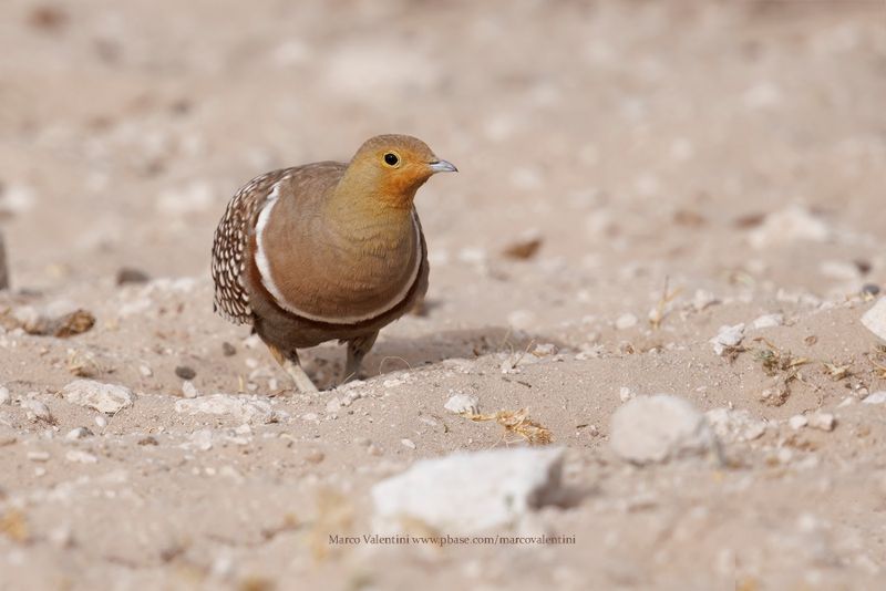 Namaqua Sandgrouse - Pterocles namaqua