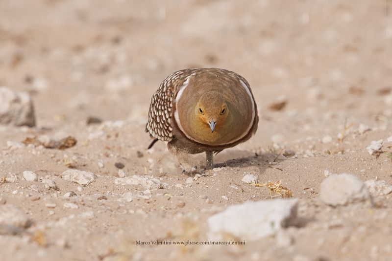 Namaqua Sandgrouse - Pterocles namaqua