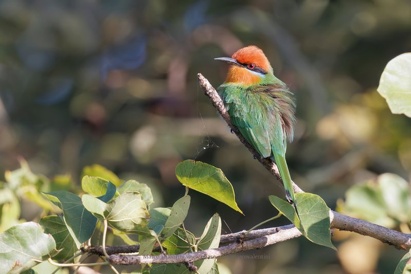 Bohm's Bee-eater - Merops boehmi