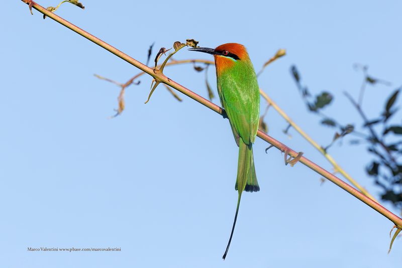 Bohm's Bee-eater - Merops boehmi