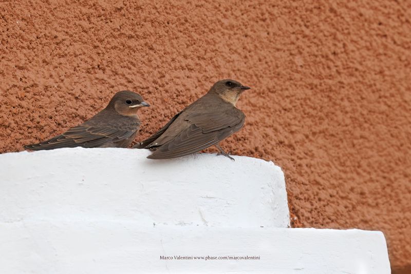 Rock Martin - Ptyonoprogne fuligula
