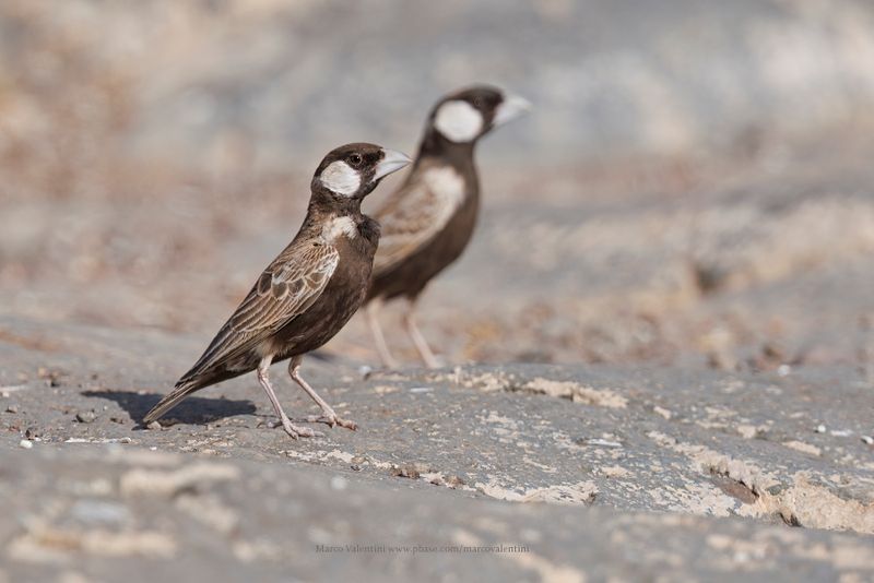 Grey-backed Sparrow-lark - Eremopterix verticalis