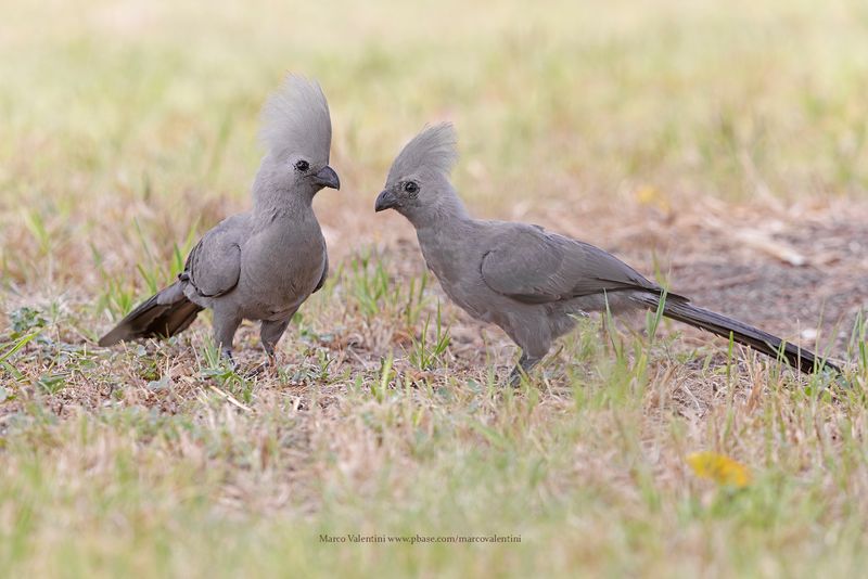 Grey Go-away Bird - Corythaixoides concolor