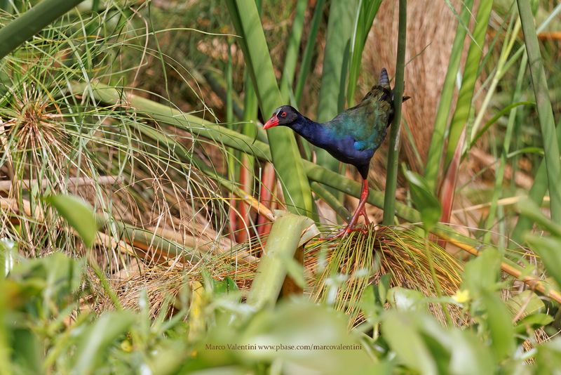 Allens Gallinule - Porphyrio alleni