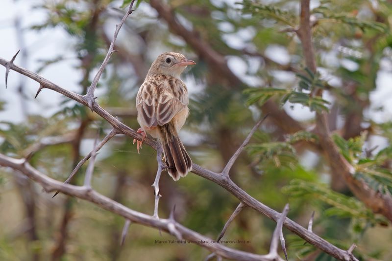 Desert Cisticola - Cisticola aridulus