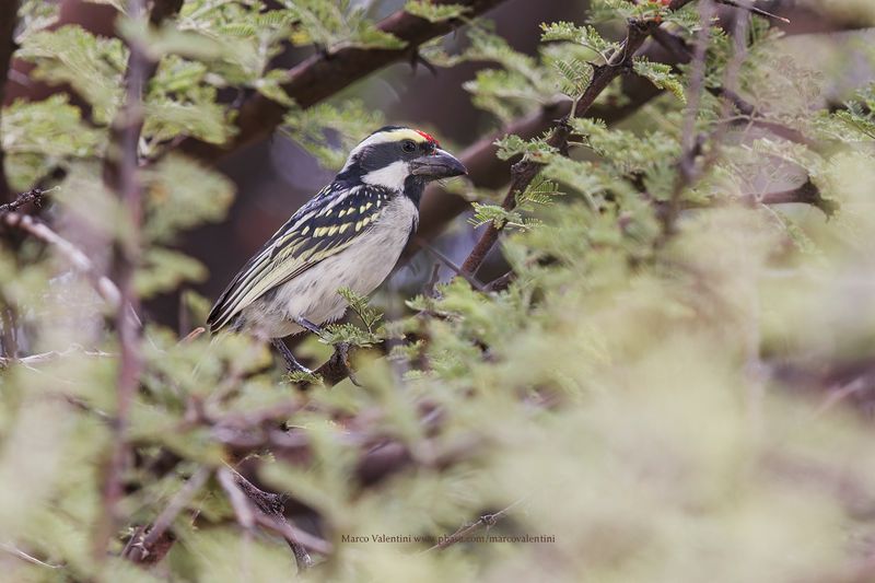 Pied barbet - Tricholaema leucomelas