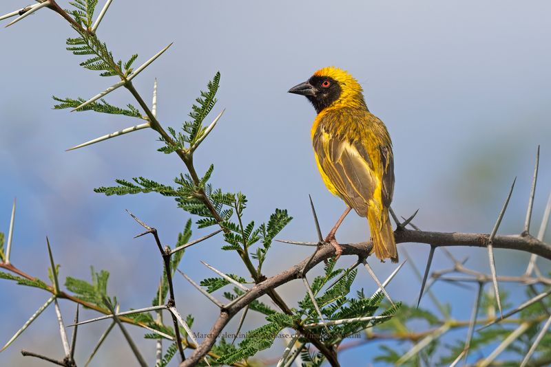 Southern Masked Weaver - Ploceus velatus