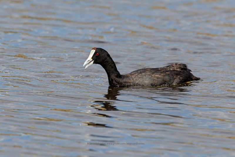 Red-knobbed Coot - Fulica cristata