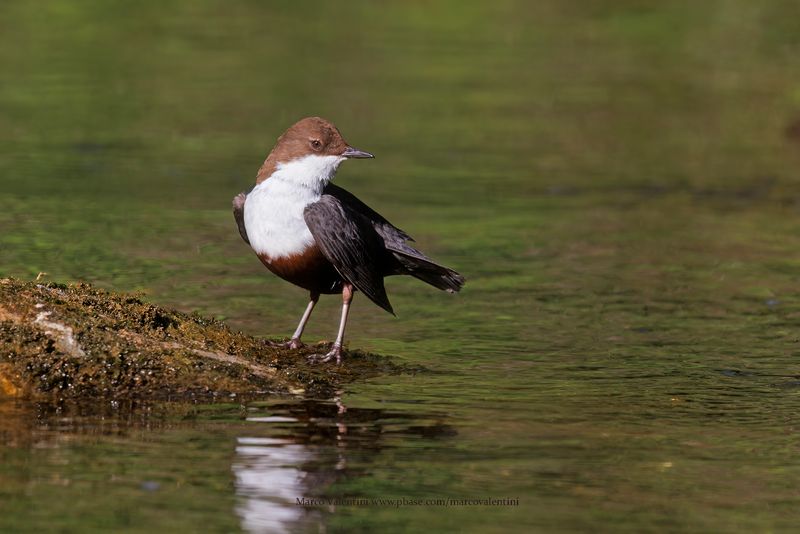 White-throated Dipper - Cinclus cinclus