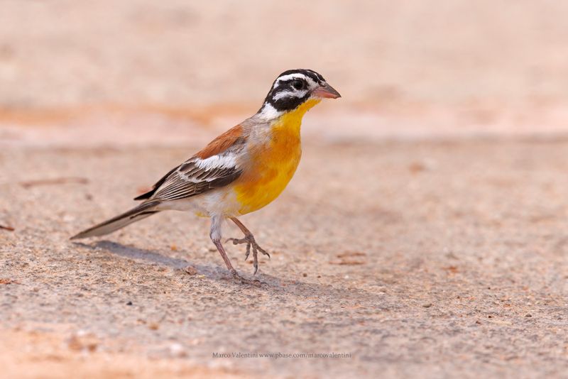 Golden-breasted Bunting - Emberiza flaviventris