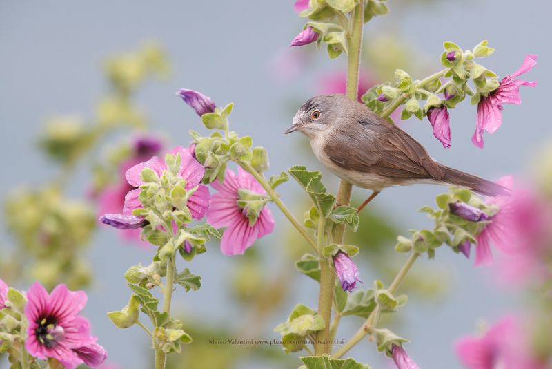 Subalpine warbler - Sylvia cantillans