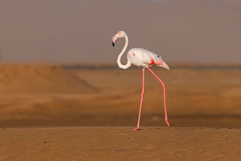Greater Flamingo - Phoenicopterus roseus