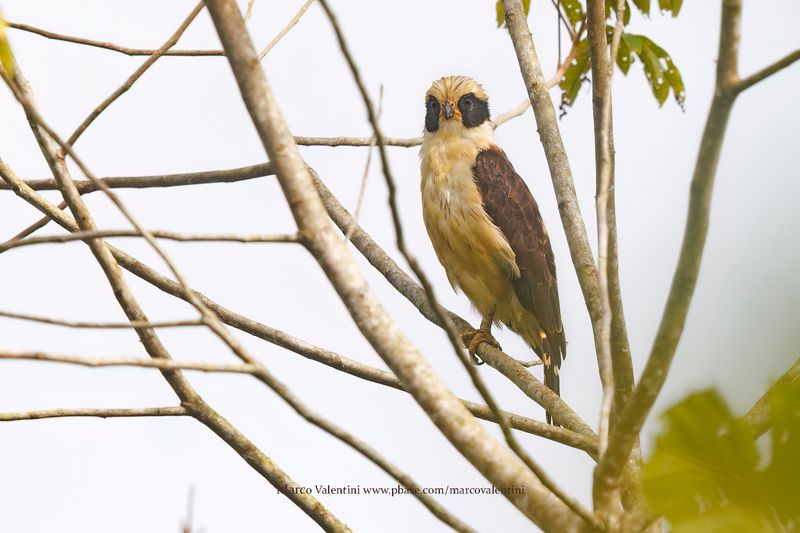 Laughing falcon - Herpetotheres cachinnans