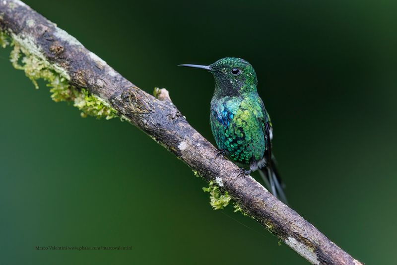 Green Thorntail - Discosura conversii