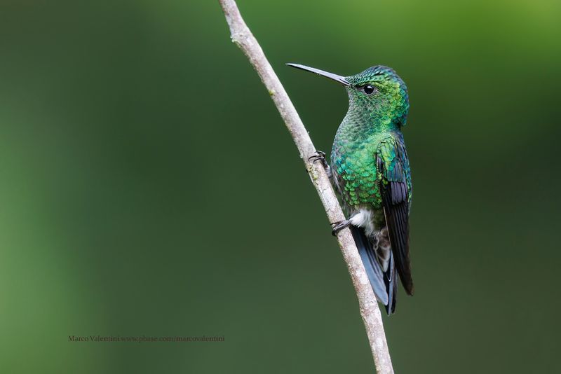 Steely-vented hummingbird - Saucerottia saucerottei