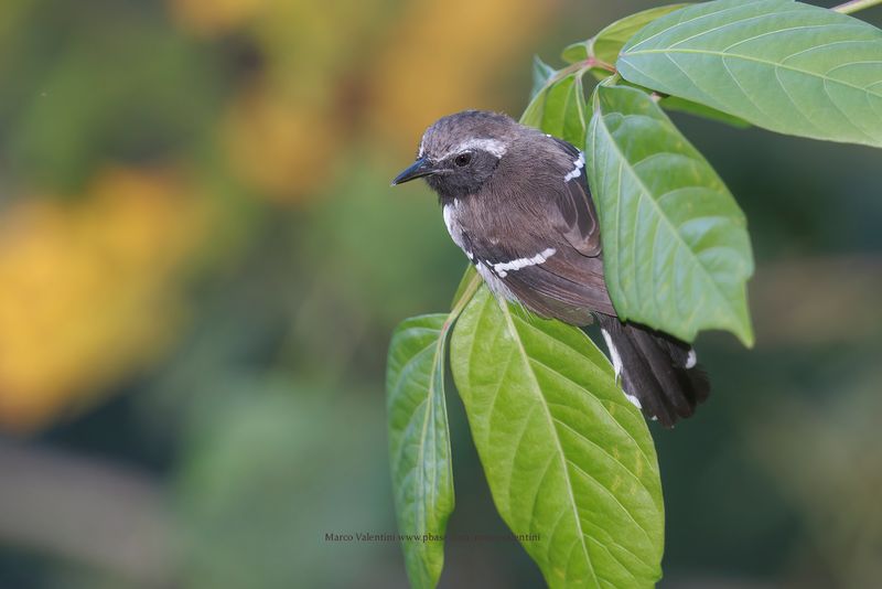 White-fringed antwren - Formicivora grisea