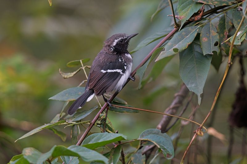White-fringed antwren - Formicivora grisea