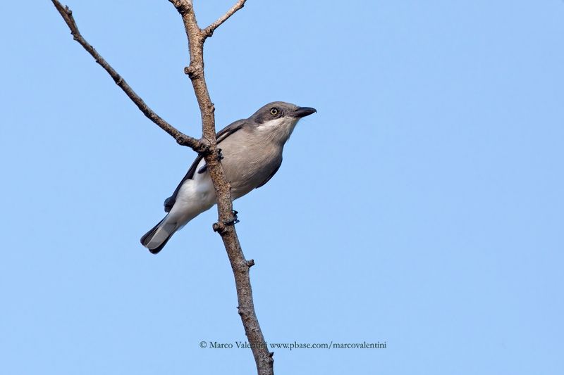 Sri Lanka Wood-shrike - Tephrodornis affinis