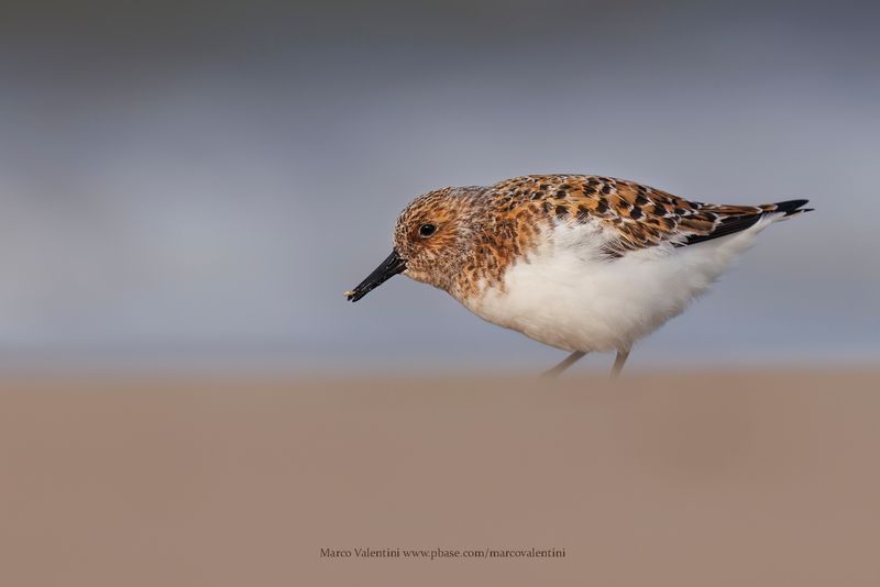 Sanderling - Calidris alba