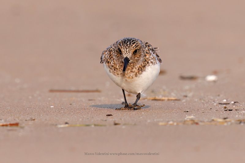 Sanderling - Calidris alba
