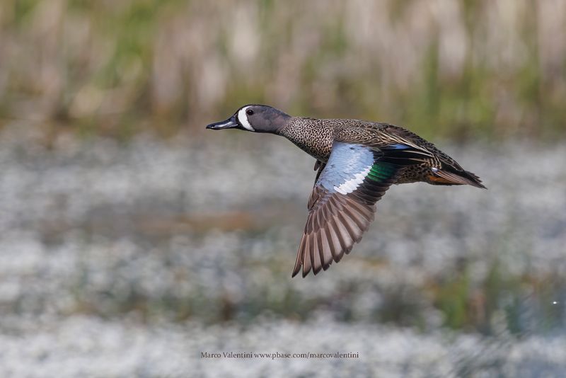 Blue-winged Teal - Anas discors