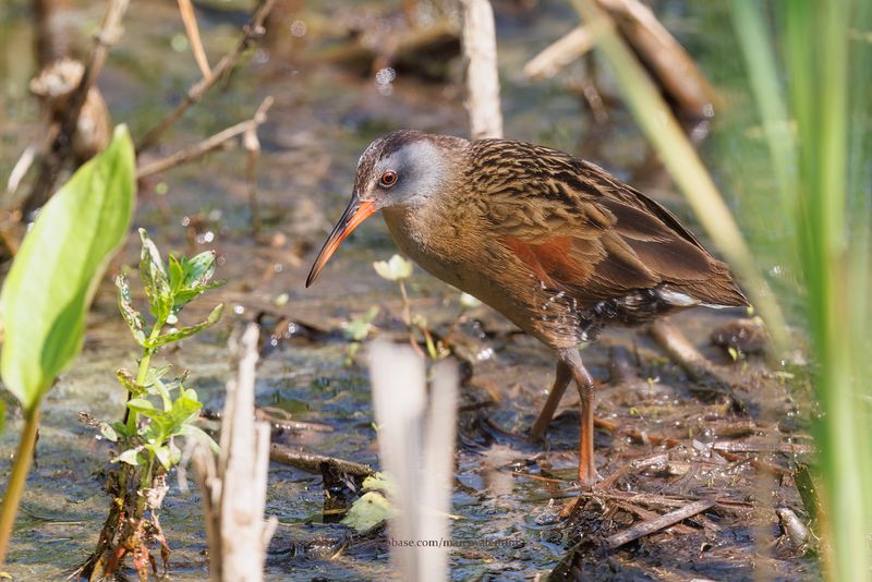Virginia Rail - Rallus limicola