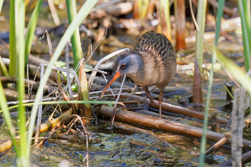 Virginia Rail - Rallus limicola