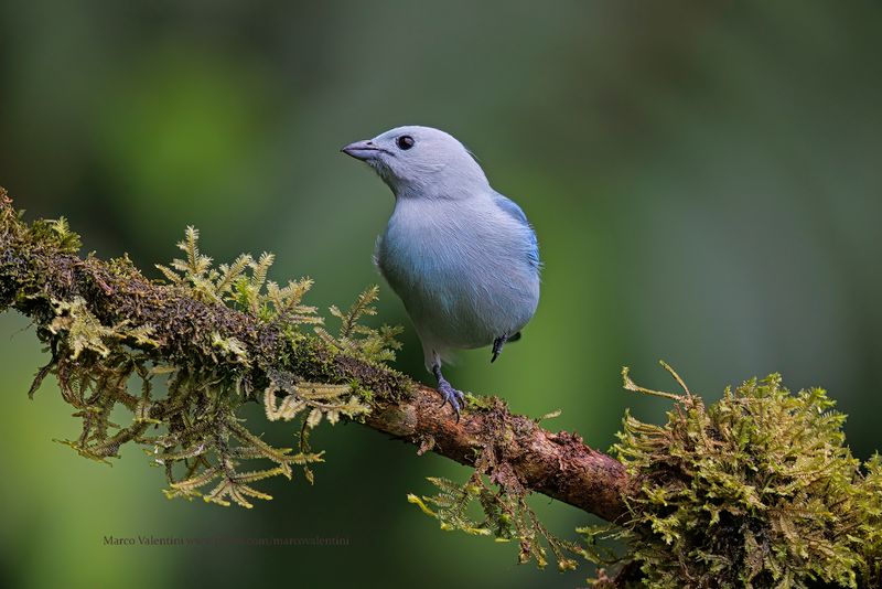 Blue-gray Tanager - Thraupis episcopus