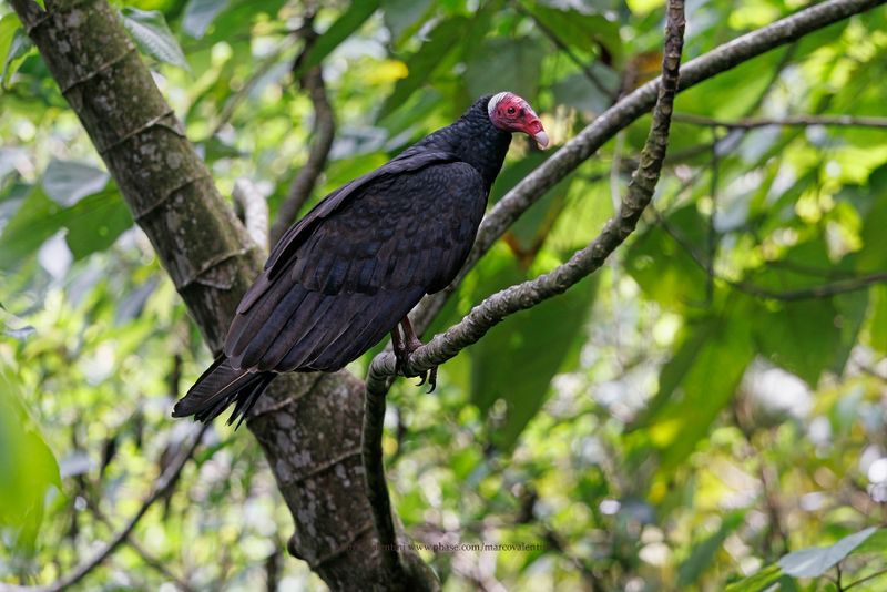 Turkey Vulture - Cathartes aura