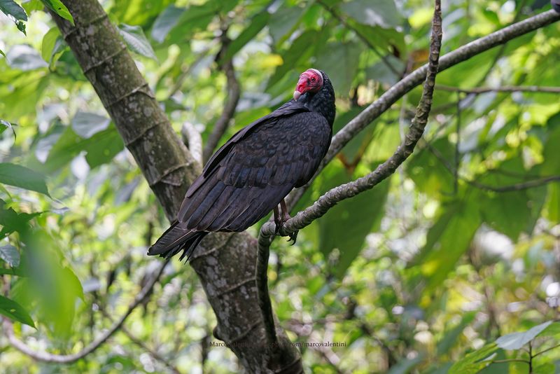 Turkey Vulture - Cathartes aura