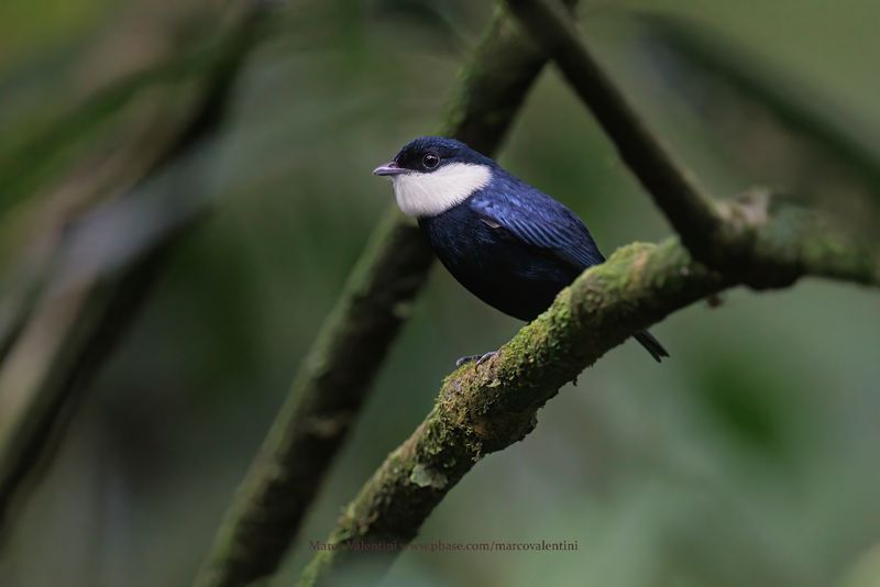 White-bibbed Manakin - Corapipo leucorrhoa