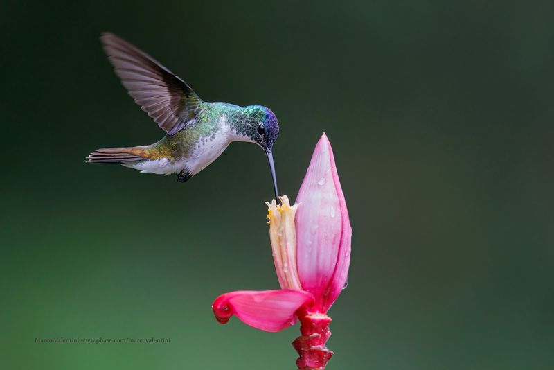 Andean Emerald - Amazilia franciae